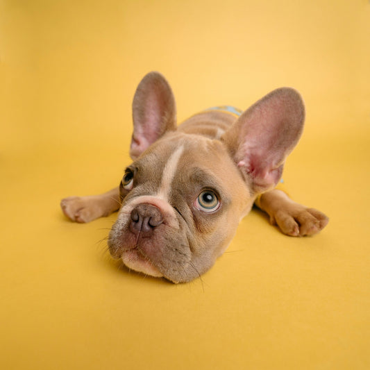 Meal Options for Your Dog