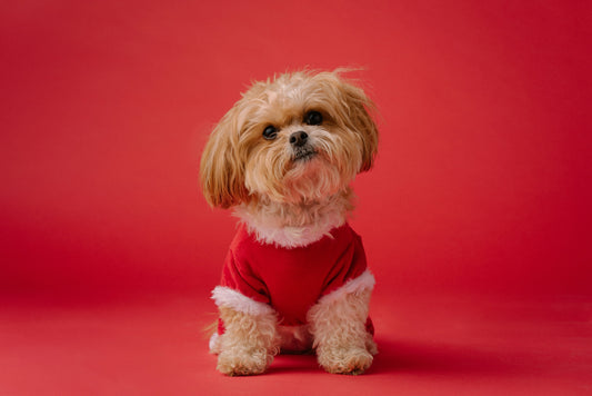 The Benefits of Chew Toys for Dogs