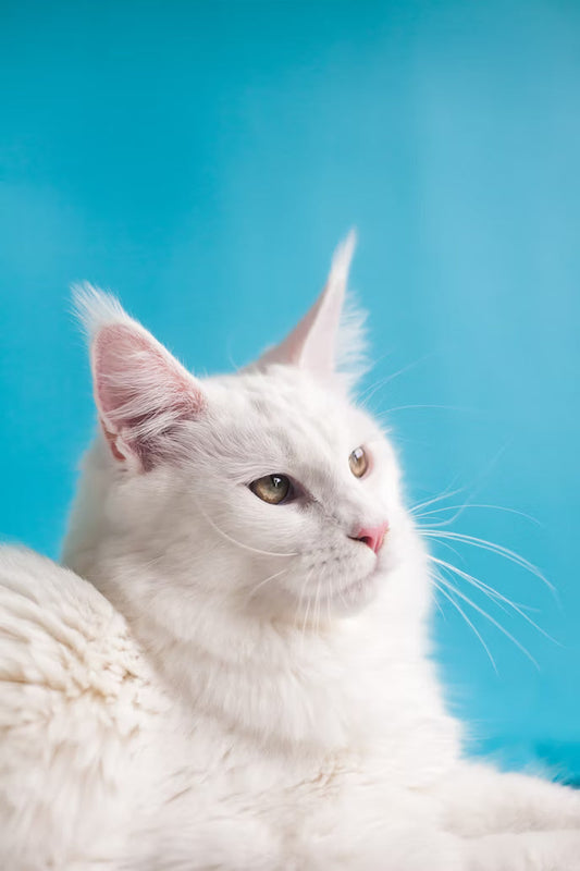 Signs Your Cat is Stressed